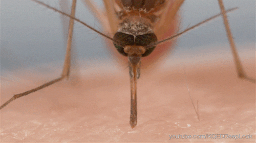 mosquito